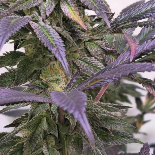 Papaya Stank. Week 14