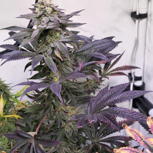 Papaya Stank. Week 14