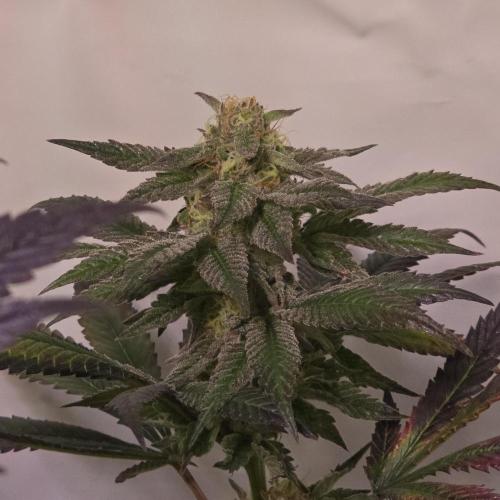 Papaya Stank. Week 14