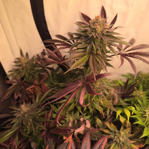 Apple Blossom. Week 14