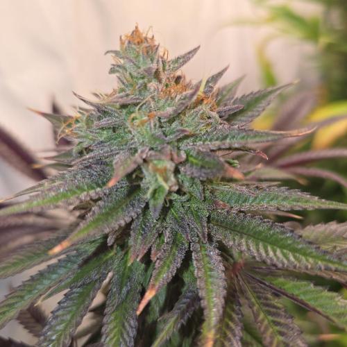 Apple Blossom. Week 14