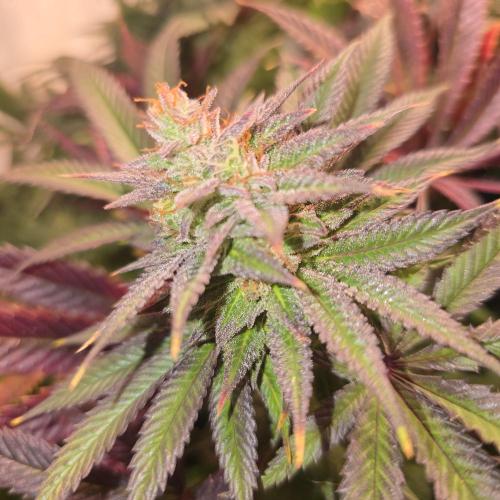 Apple Blossom. Week 14