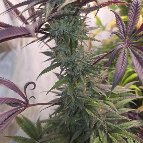 Apple Blossom. Week 14