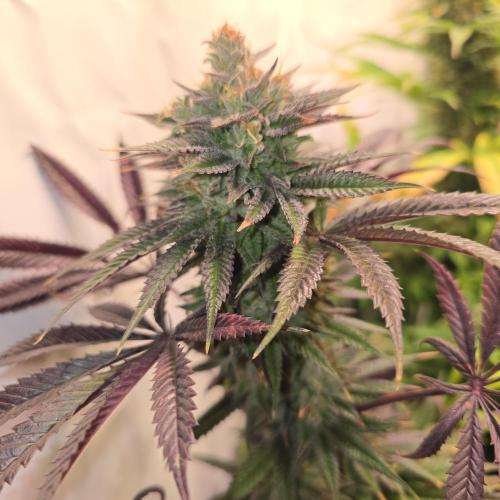 Apple Blossom. Week 14