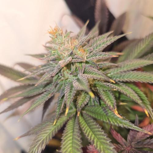 Apple Blossom. Week 14