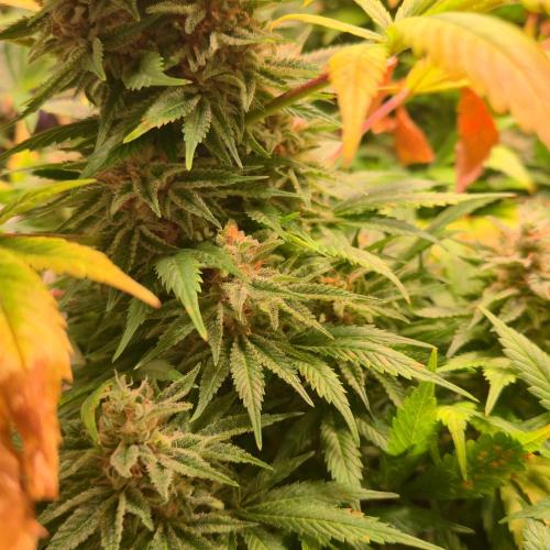 Original Oreoz. Week 14