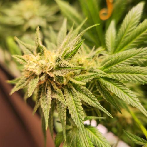 Original Oreoz. Week 14