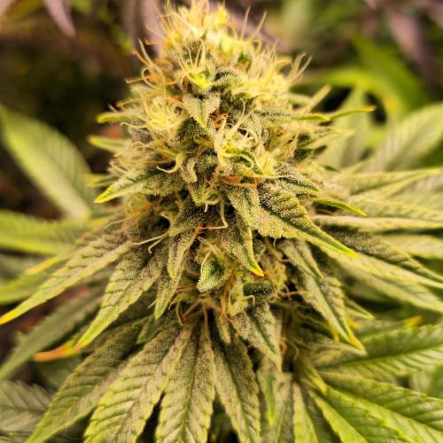 Original Oreoz. Week 14