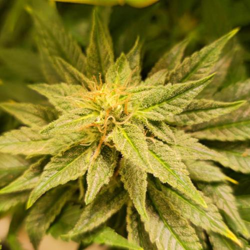 Original Oreoz. Week 14