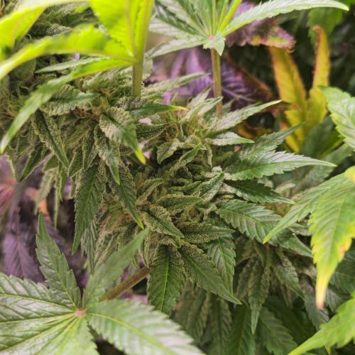 Original Oreoz. Week 14