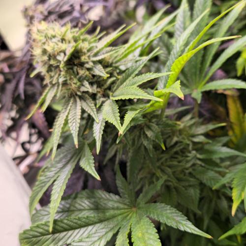 Original Oreoz. Week 14