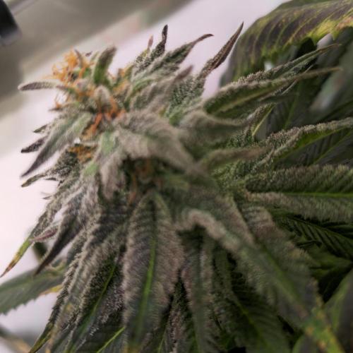 Trentra Sunrise. Week 14