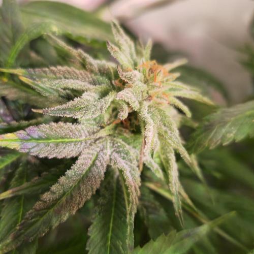 Trentra Sunrise. Week 14