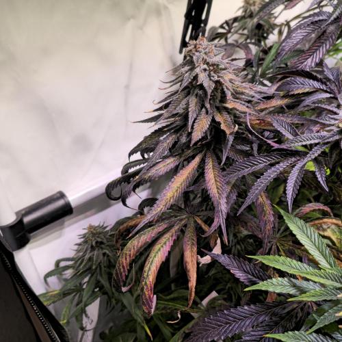 Trentra Sunrise. Week 14