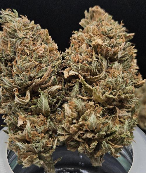 Cherry Dream. Week 14