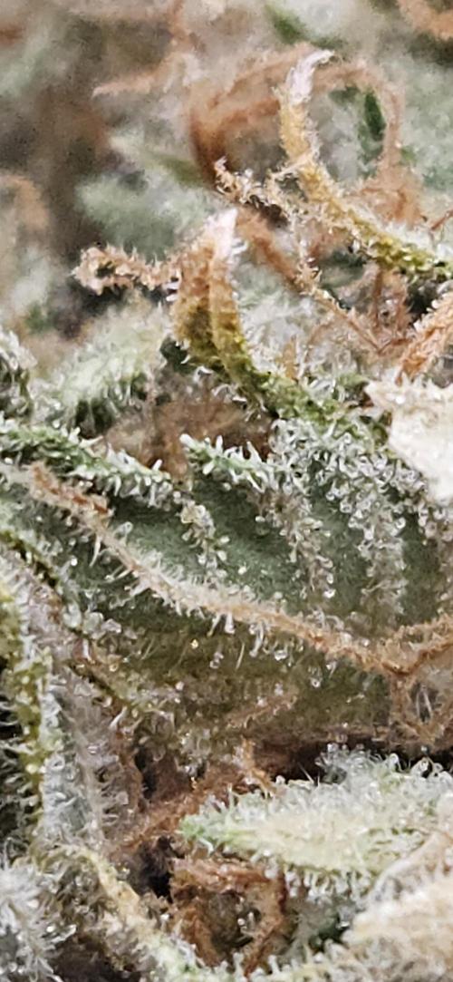 Cherry Dream. Week 14