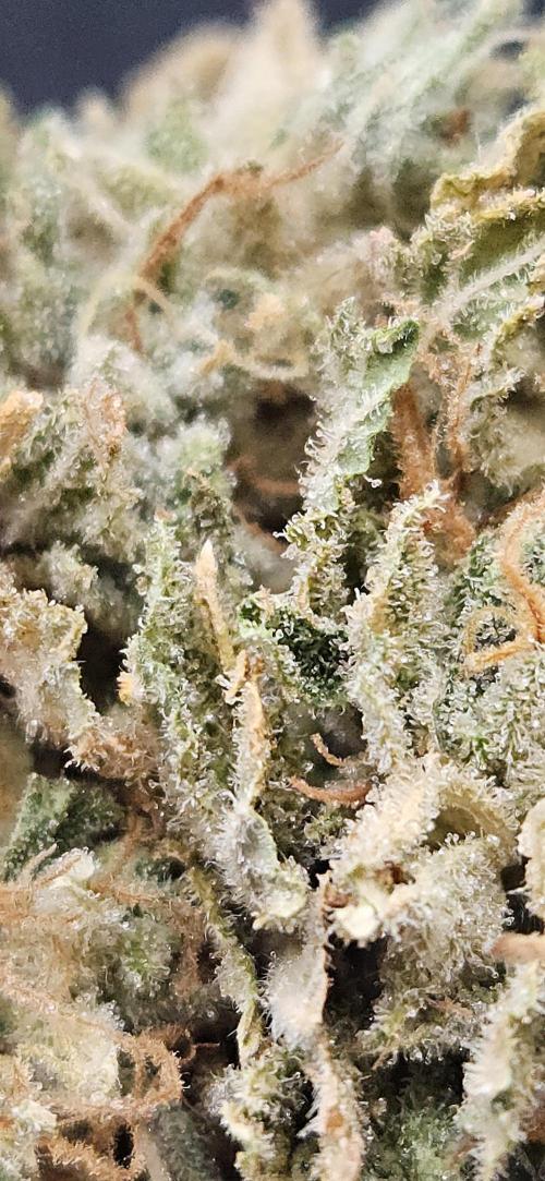 Cherry Dream. Week 14