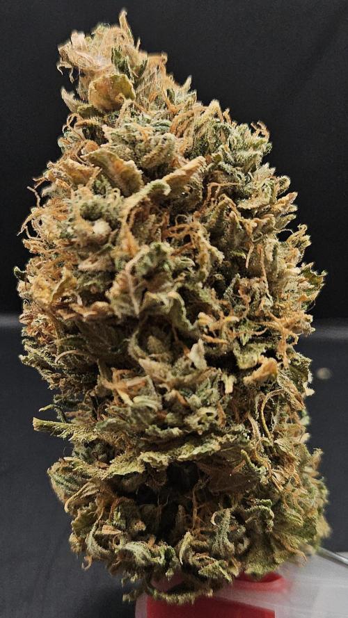 Cherry Dream. Week 14