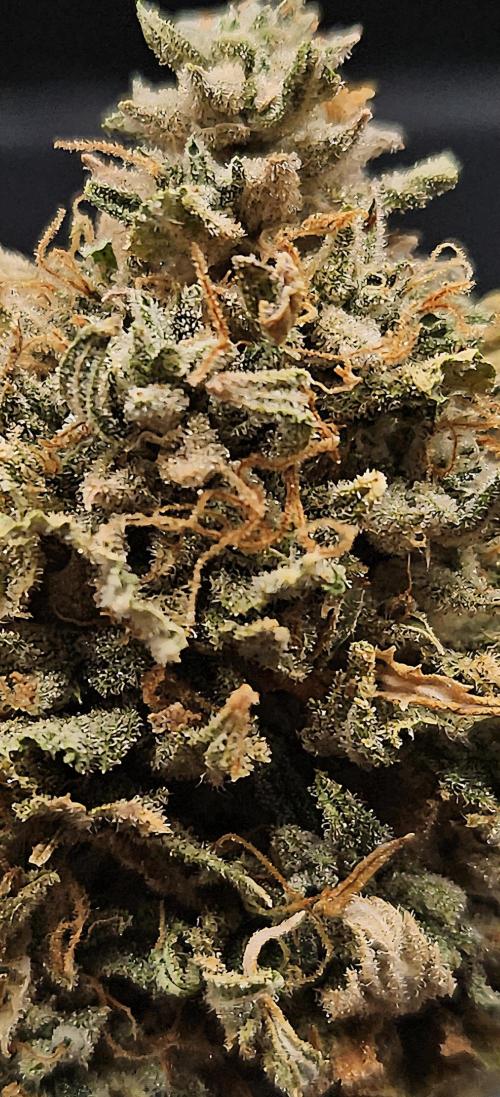 Cherry Dream. Week 14