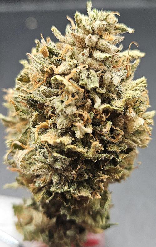 Cherry Dream. Week 14