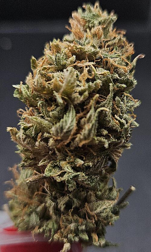 Cherry Dream. Week 14