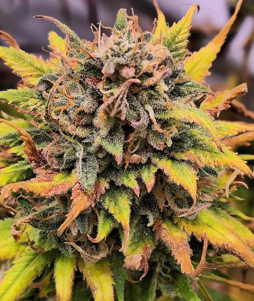 Cherry Dream. Week 14