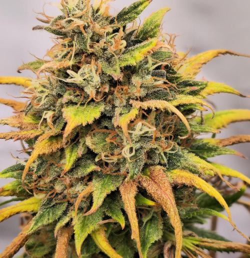 Cherry Dream. Week 14