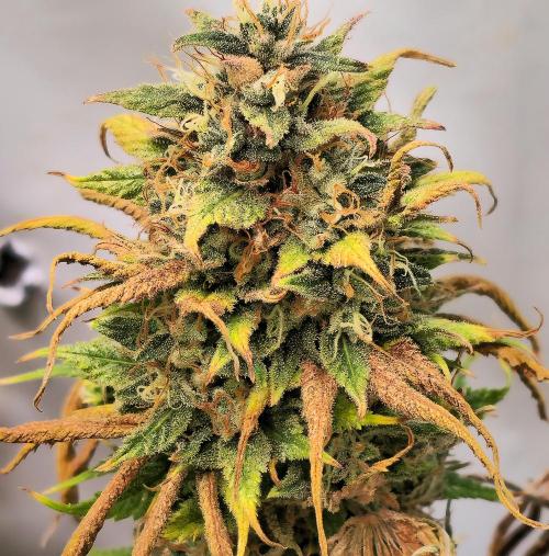 Cherry Dream. Week 14