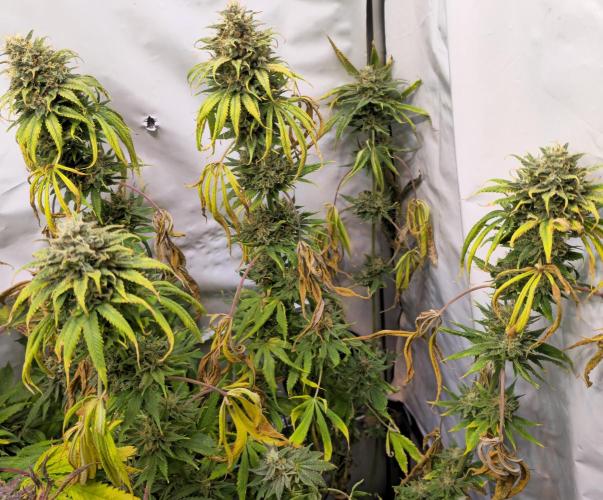 Cherry Dream. Week 14