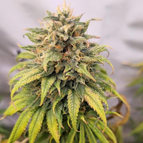 Cherry Dream. Week 14