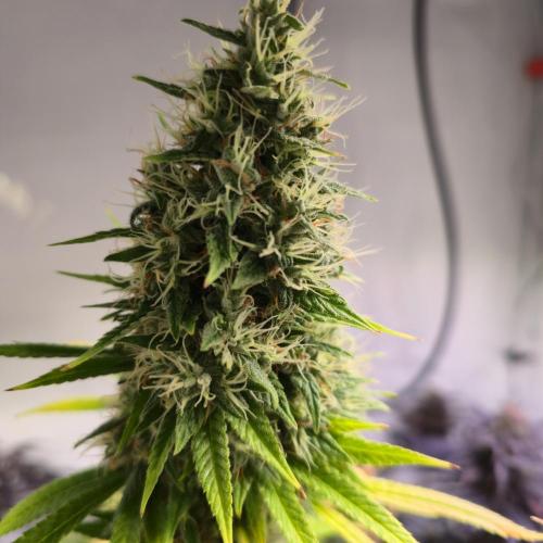 Forbidden Mochi. Week 15