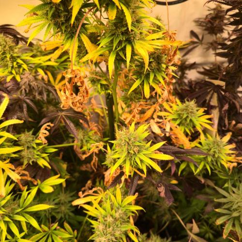 Forbidden Mochi. Week 15