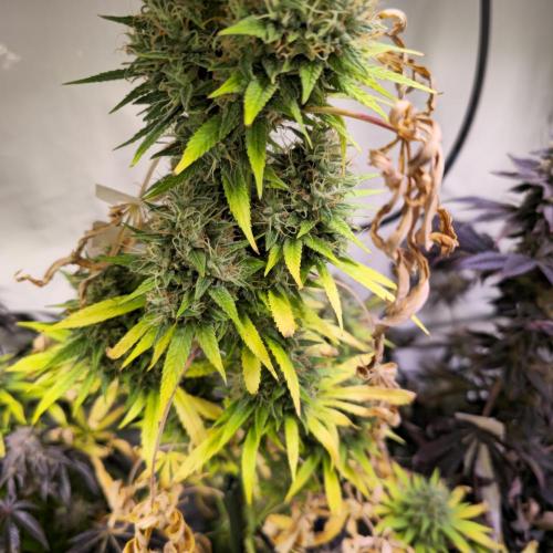 Forbidden Mochi. Week 15