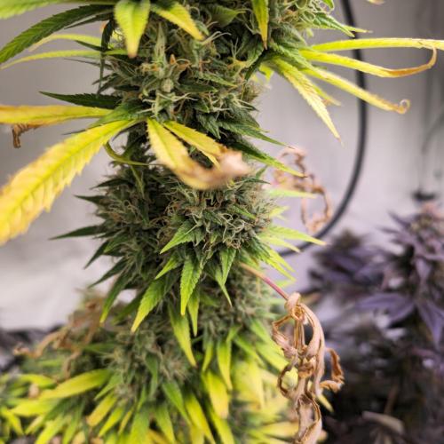 Forbidden Mochi. Week 15