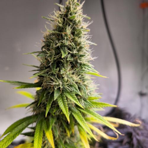 Forbidden Mochi. Week 15