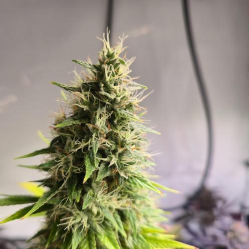 Forbidden Mochi. Week 15