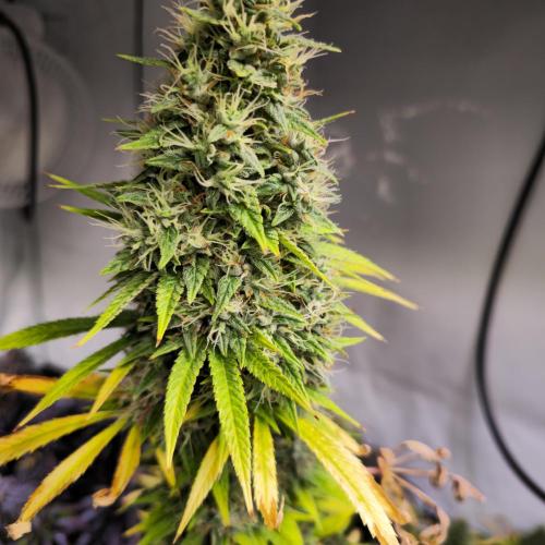 Forbidden Mochi. Week 15