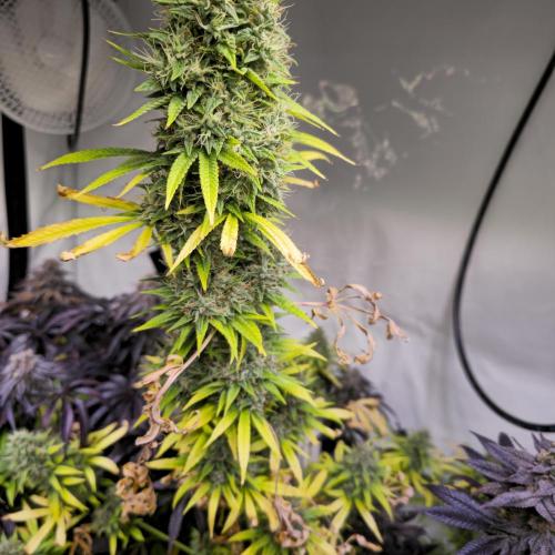 Forbidden Mochi. Week 15