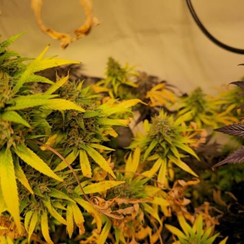 Forbidden Mochi. Week 15