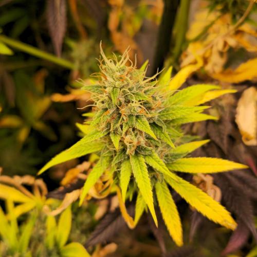 Forbidden Mochi. Week 15