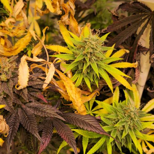 Forbidden Mochi. Week 15