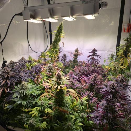 Purple Punch RQS. Week 15