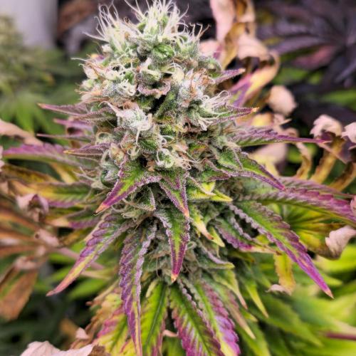 Purple Punch RQS. Week 15