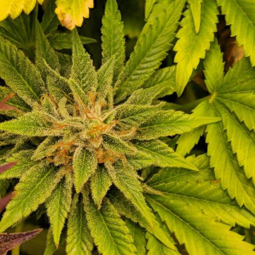 Purple Punch RQS. Week 15