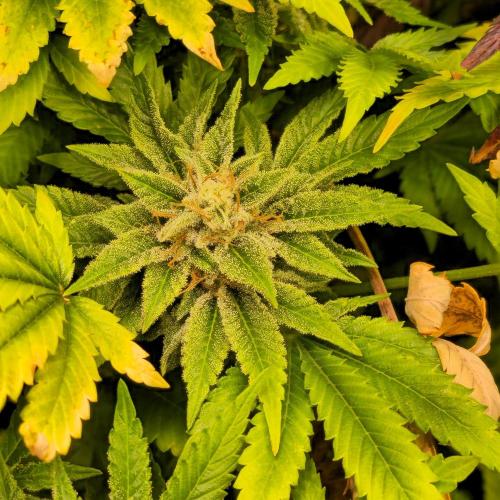 Purple Punch RQS. Week 15