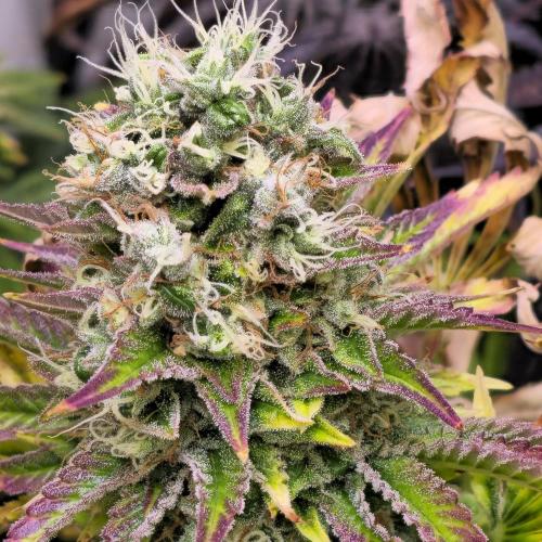 Purple Punch RQS. Week 15