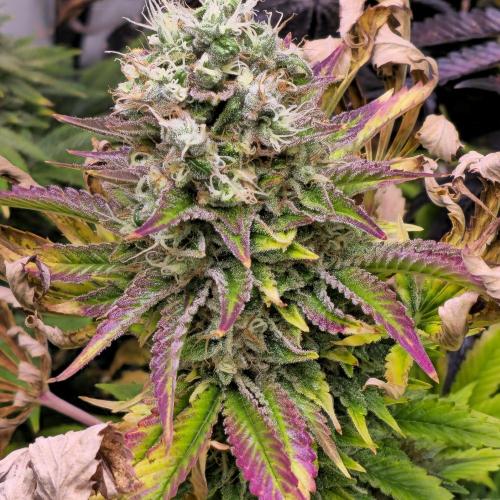 Purple Punch RQS. Week 15