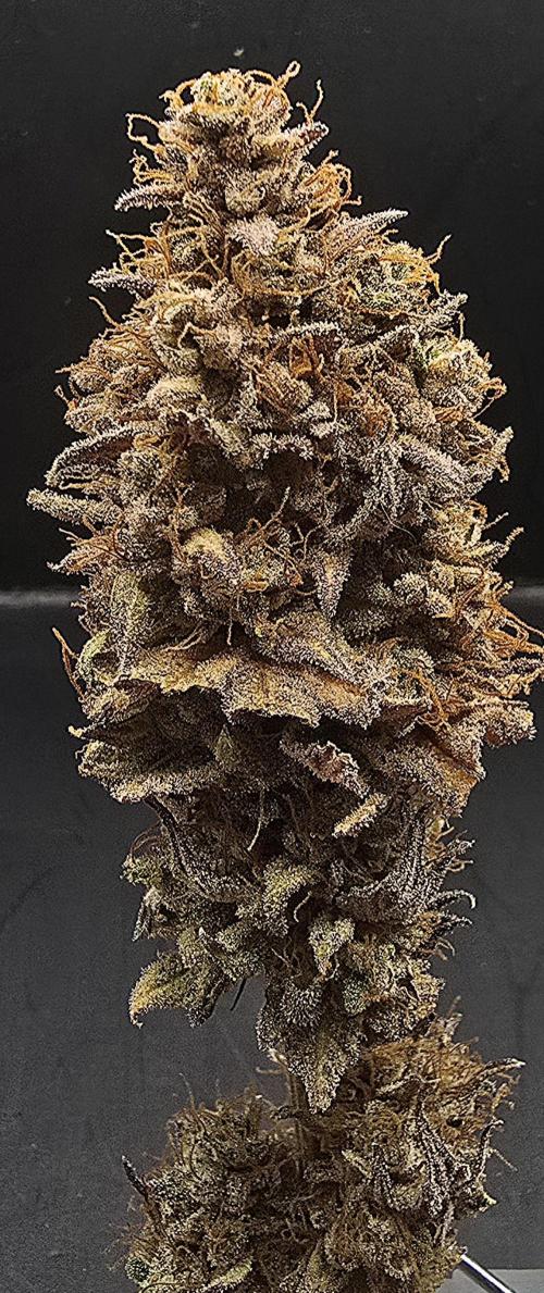 Purple Punch Cookies. Week 14