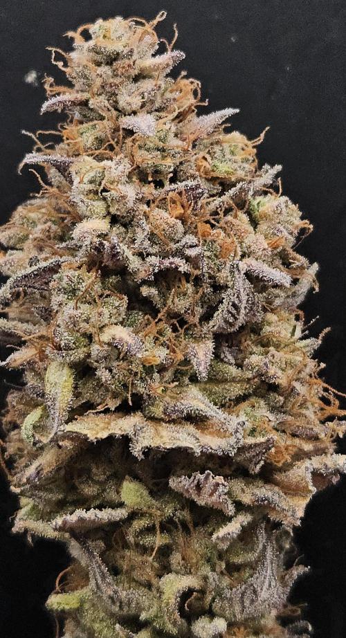 Purple Punch Cookies. Week 14