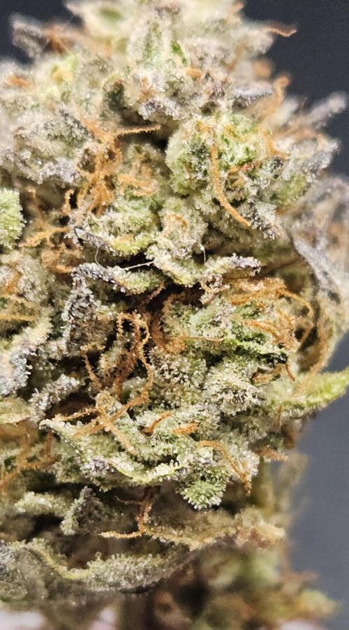 Purple Punch Cookies. Week 14